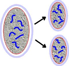 Mitosis is normal cell division, which goes on throughout life in all parts of the body. Meiosis is the special cell division that creates the sperm and eggs, the gametes.