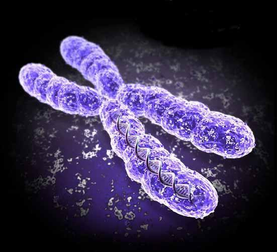 The essential part of a chromosome is a single very long strand of DNA.
