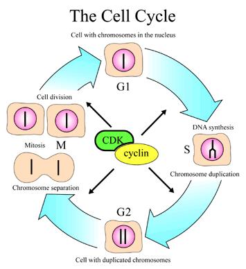 During interphase the cell increases in size, but the chromosomes are invisible. The 3 stages of interphase are called G1, S, and G2.