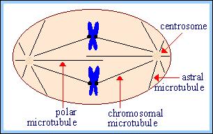 Machinery of Mitosis The chromosomes are pulled apart by the spindle, which is made of microtubules.