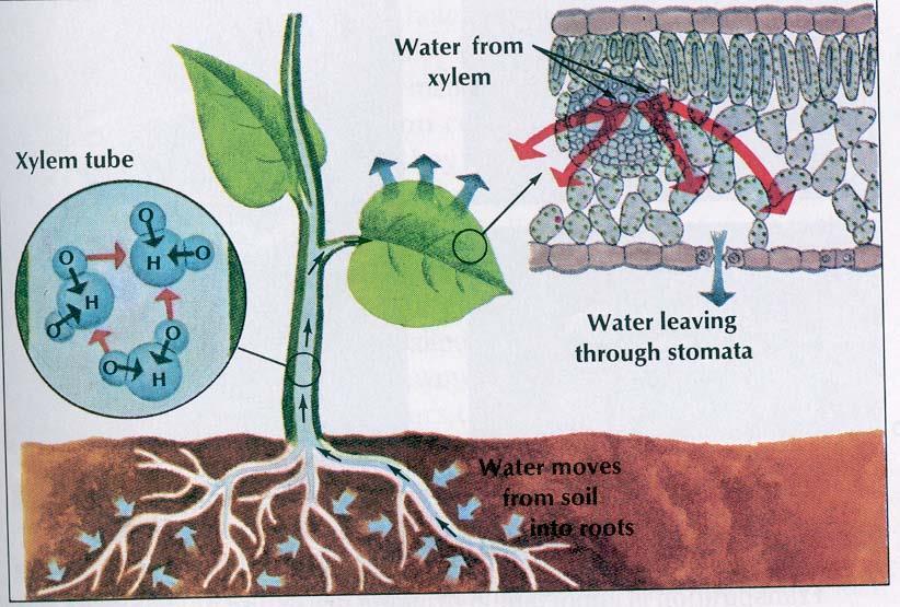 Plant cells in less concentrated solution (high water