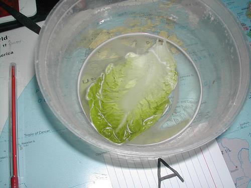 Plant cells in more concentrated solution (low