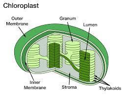 Mitochondria membrane
