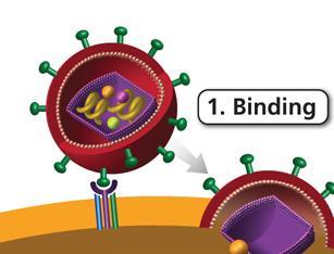 Class 1 - Keeps HIV from Binding CCR5 Antagonist Blocks part of receptor on cell surface