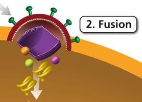 Class 2 Stops Fusion to Cell Membrane Fusion Inhibitor Keeps HIV Envelope from Merging