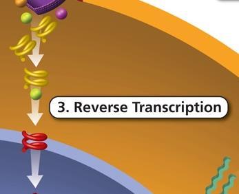 Classes 3 & 4 Stop Conversion to DNA RNA DNA Non-Nucleoside or Nucleoside Reverse Transcriptase Inhibitor NNRTI or NRTI Blocks Enzyme Required for Process Must Create DNA to Replicate Examples NNRTI