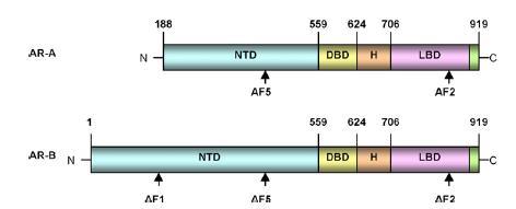 Slika 1: Androgeni receptor - struktura dve izoforme humanog AR, AR-A i AR-B.