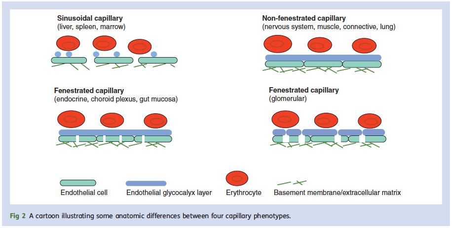 Capillaries are not Created Equally