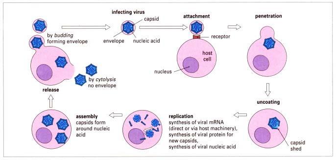 Viral Life Cycle: Different Immune