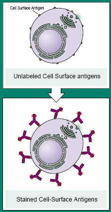 4. Cell Surface