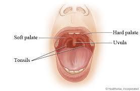 *It is a coordinated activity of the * *Tongue *Soft palate *Pharynx *Esophagus *Phases: *Food is pushed into the pharynx by tongue *Tongue