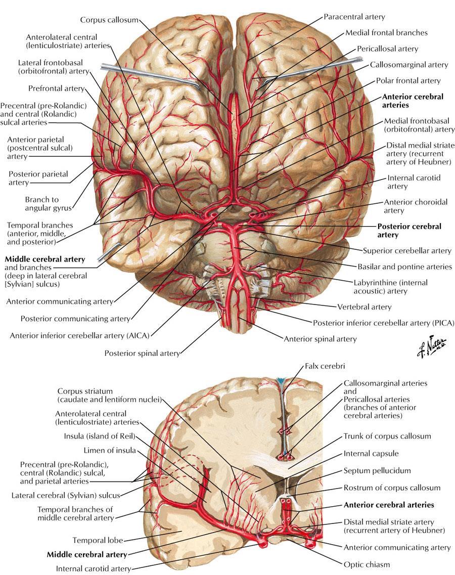 1. Anatomija Arterijska opskrba mozga se odvija preko sustava prednje i stražnje mozgovne cirkulacije. Prednju cirkulaciju čine karotidne arterije, prednja mozgovna arterija (lat.