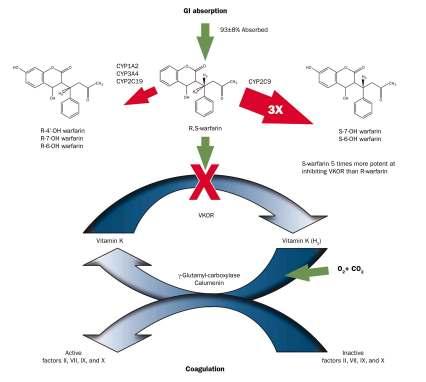 bitan koenzim u karboksilaciji glutamatskih ostataka u prokoagulantne oblike faktora II,VI,IX i X u koagulacijskoj kaskadi.