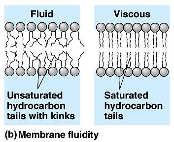 Fluidity depends on unsaturation of fatty acids and