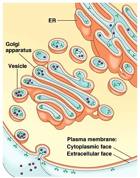 Membranes have distinctive inside and outside faces.