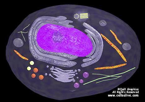 Transport Across the Membrane Small molecules and ions moves across the plasma