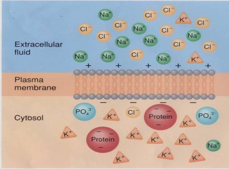 The membrane potential acts like a battery. The membrane potential favors the passive transport of cations (+) into the cell and anions (-) out of the cell.