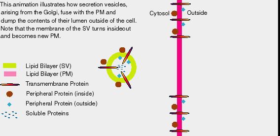Exocytosis and Endocytosis transport large molecules (need ATP) Small molecules and water Large macromolecules Transport