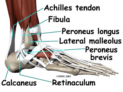 Introduction The peroneals are two muscles and their tendons that attach along the outer edge of the lower leg.