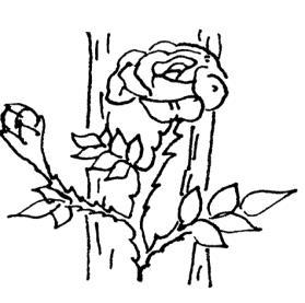 jangkang 1 (a) (b) Match the support structures with the example of plants Padankan stuktur sokongan dengan contoh tumbuhan.