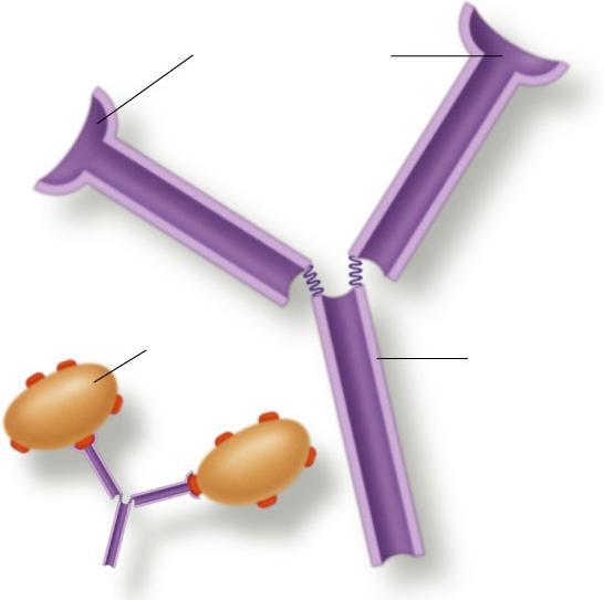 Structure of an Antibody Section 40-2