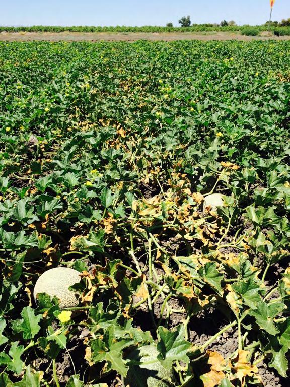 Acremonium an acrimonious disease of melons. Widespread & frequent throughout the state.