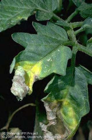 Verticillium infects many crops and weeds including tomatoes, melons, strawberries, cotton favored by cool air and soil temps