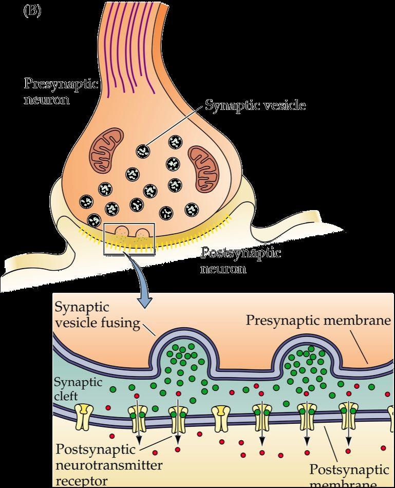 The Larval Neuromuscular Junction (NMJ)!