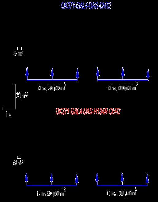 !!! Channel Rhodopsin-2 New and Improved!