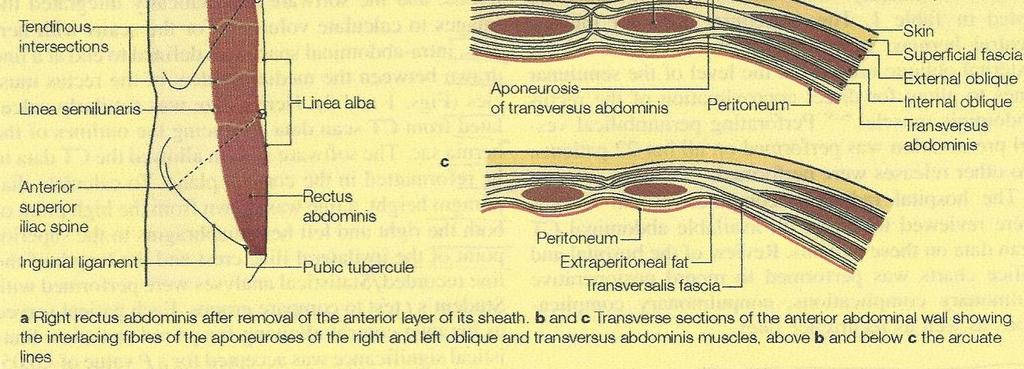 Anatomy of anterior abdominal wall Figure 1: structures of anterior abdominal wall (Moore et al, 2006).