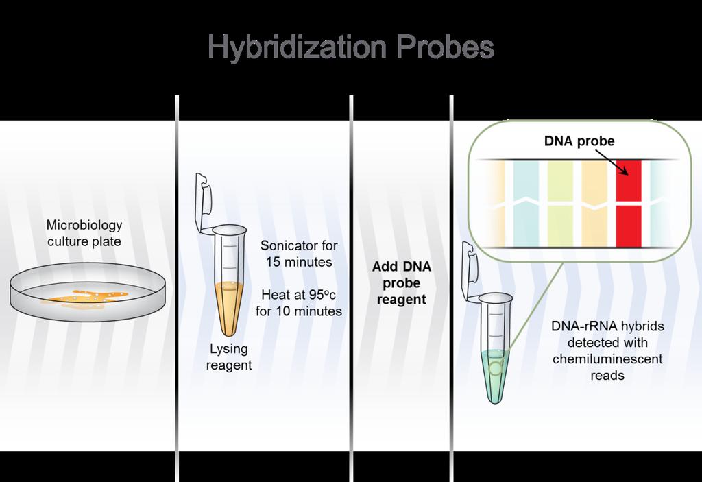 Identification of MTB from Culture Isolates: Nucleic Acid Hybridization Probes Use for Isolates Grown in Culture no DNA