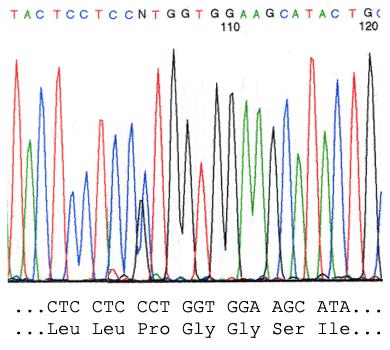 Identification of MTB from Culture Isolates: DNA Sequencing Sanger dideoxy sequencing is the current gold standard for mycobacteria identification Various targets are useful (rpob, hsp65, 16S rdna