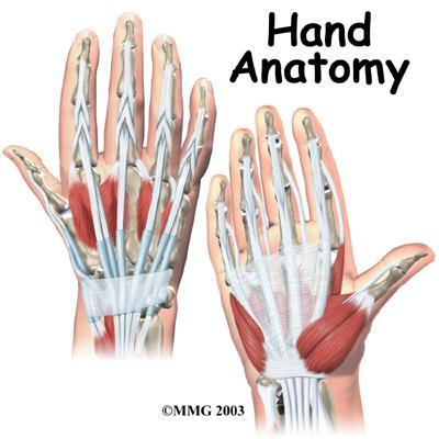 Hand Anatomy A Patient's Guide to Hand Anatomy Introduction Few structures of the human anatomy are as unique as the hand. The hand needs to be mobile in order to position the fingers and thumb.
