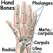 Important Structures The important structures of the hand can be divided into several categories.
