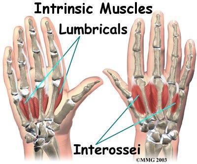 The smallest muscles that originate in the wrist and hand are called the intrinsic muscles.