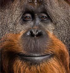As they get older, male orangutans... No. They do have long hair - but not that long!