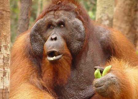 When a male orangutan is looking for a female, he lets other orangutans know by... Correct!
