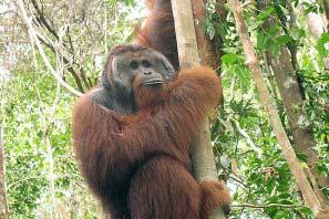 Adult male orangutans travel... Absolutely right! Never! Orangutan males are solitary animals. Nope.