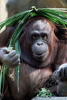Orangutans sometimes drape leaves or branches over themselves because... Nope. Nice try!
