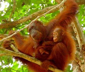 A baby orangutan will stay with its mother until it is... Nope.