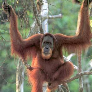 In the Indonesian language, orangutan means... Correct!