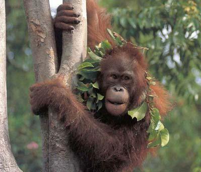 Orangutans spend most of their time... Try again. Yes.