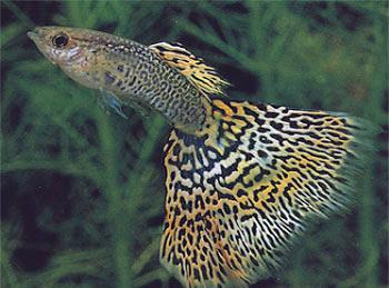1 pt each for naming a trait; 1 pt for explaining HOW it is adaptive b. (4 pts) Describe 2 adaptations that help (or could help) guppies become more successful in avoiding predation.