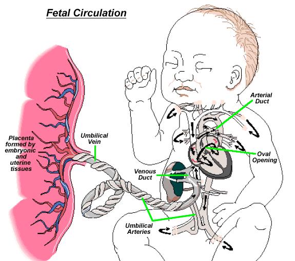Fetal Circulation Knowledge of the normal route of fetal blood flow is essential for understanding the circulatory changes that occur at delivery.