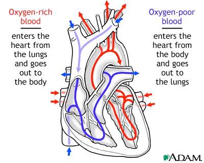 In the fetus, oxygenation of the blood, removal of carbon dioxide and wastes occurs in the placenta, which is a low-resistance circulatory pathway.