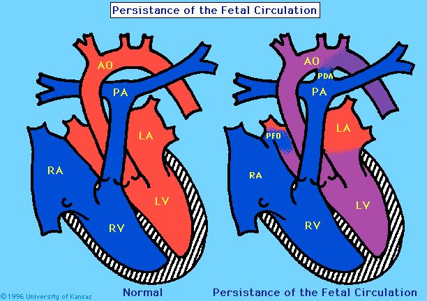 circulation, where it becomes oxygenated. The pulmonary venous blood then returns to the left atrium through the pulmonary veins.