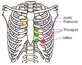 The aortic component of the second heart sound 6. Pulmonary Area encompasses the second and third left interspaces close to the sternum.