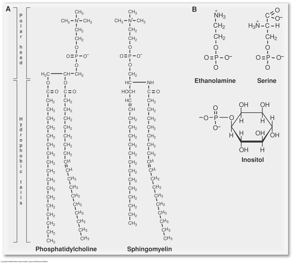 Phospholipids Glycerol lipids: 2 fatty acids, glycerol, phosphate; often polar group attached to phosphate