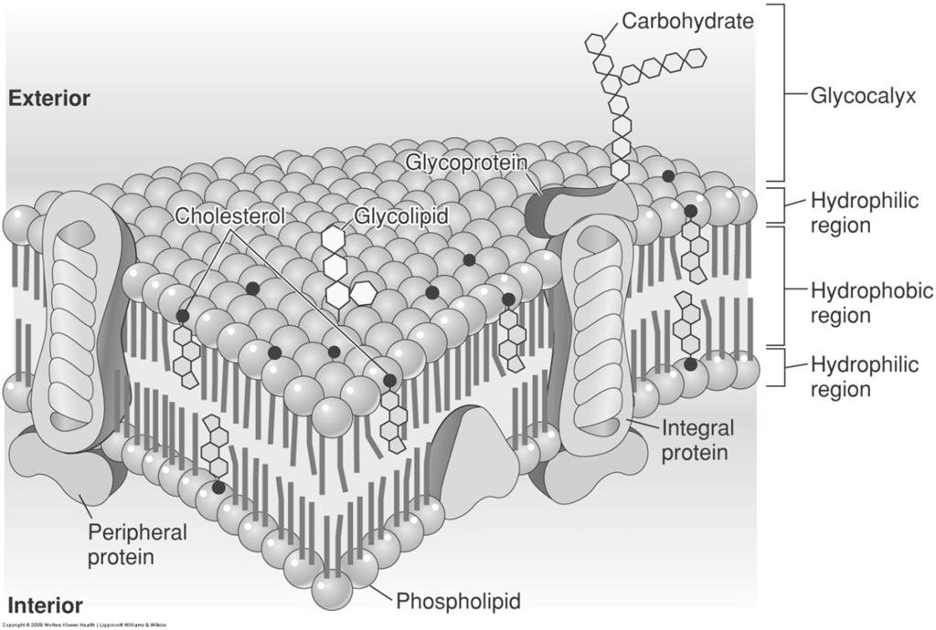 6 Phospholipid bilayer membrane Many carbohydrates are found on external surface of plasma