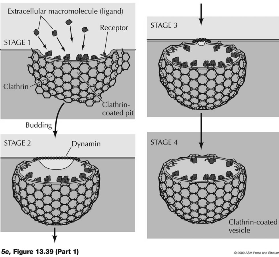 Area of plasma membrane buds off inside cell to form vesicle with ingested
